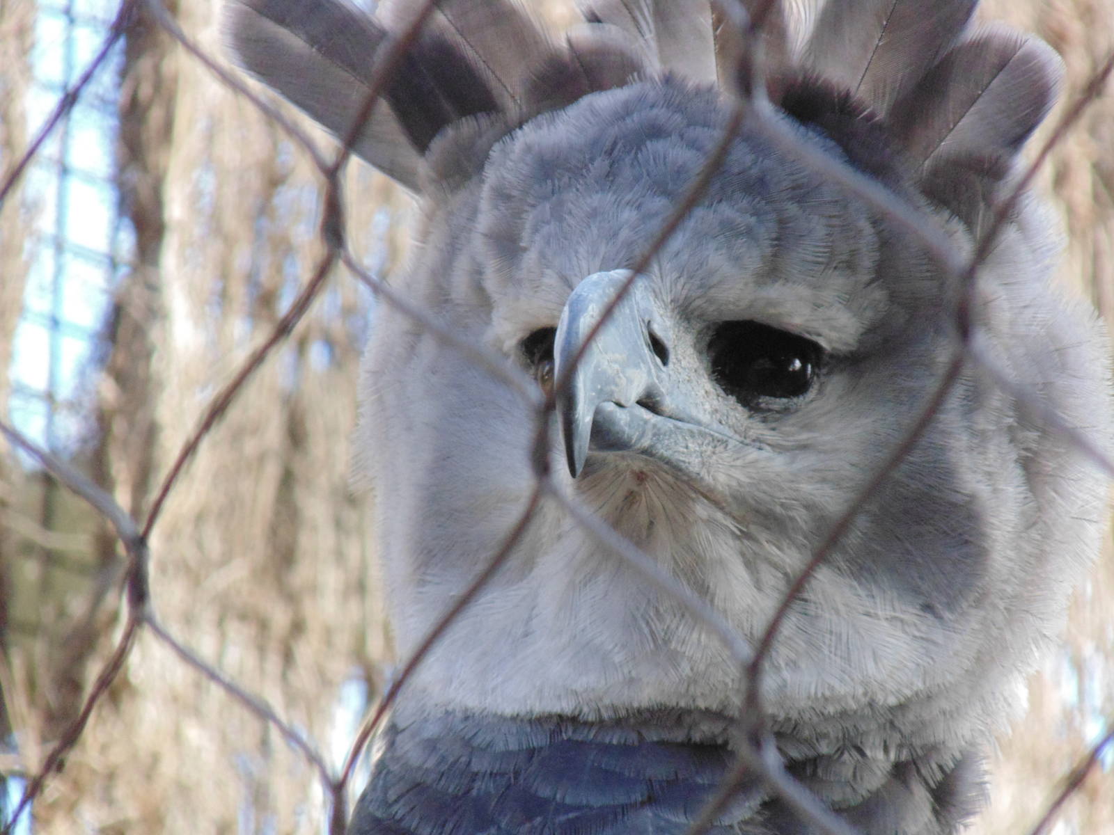Harpy Eagle