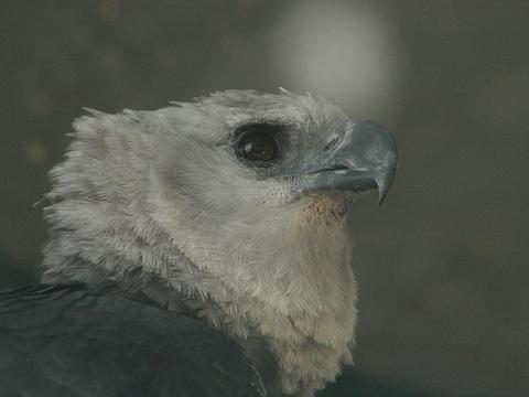 Harpy Eagle