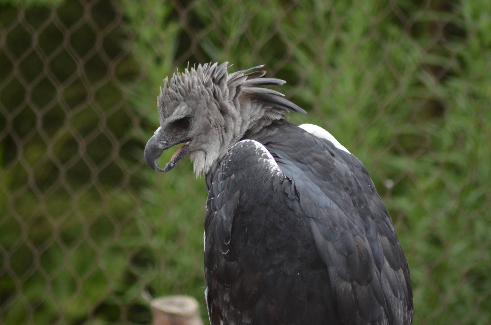 Harpy Eagle