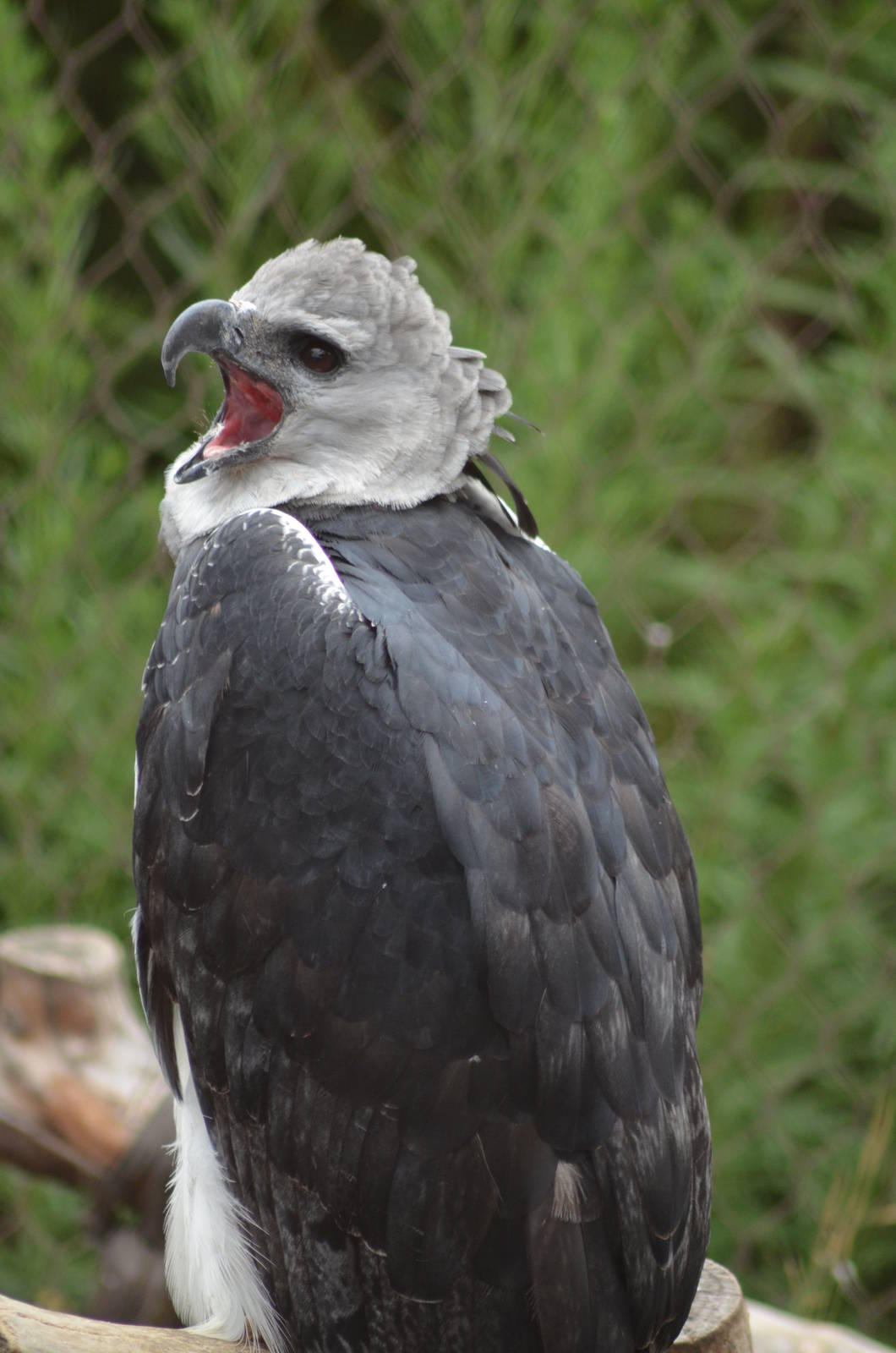 Harpy Eagle