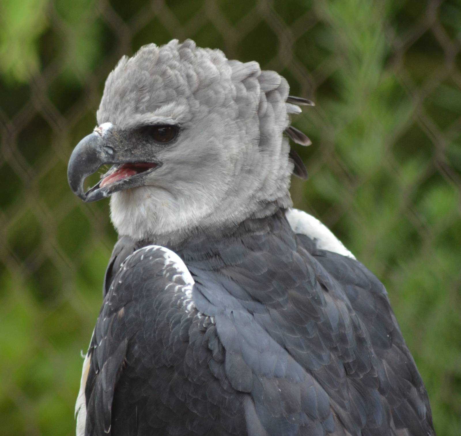 Harpy Eagle