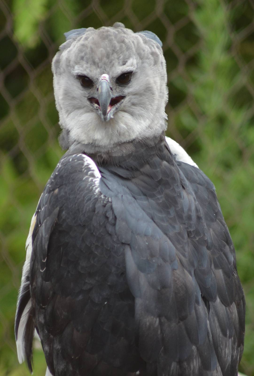 Harpy Eagle