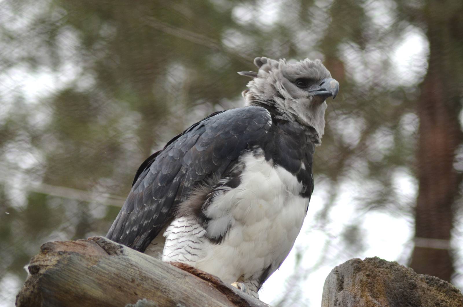 Harpy Eagle