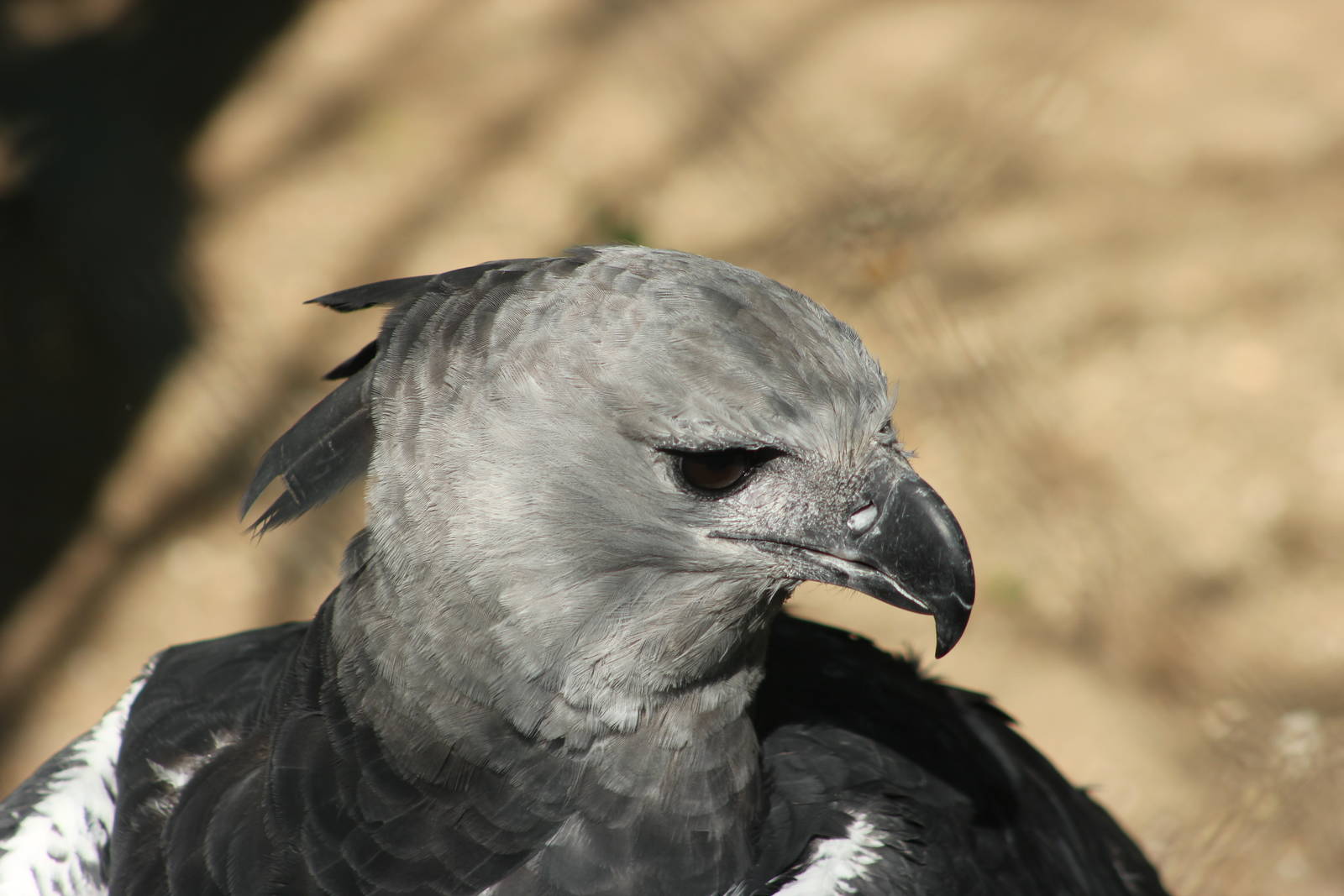 Harpy eagle