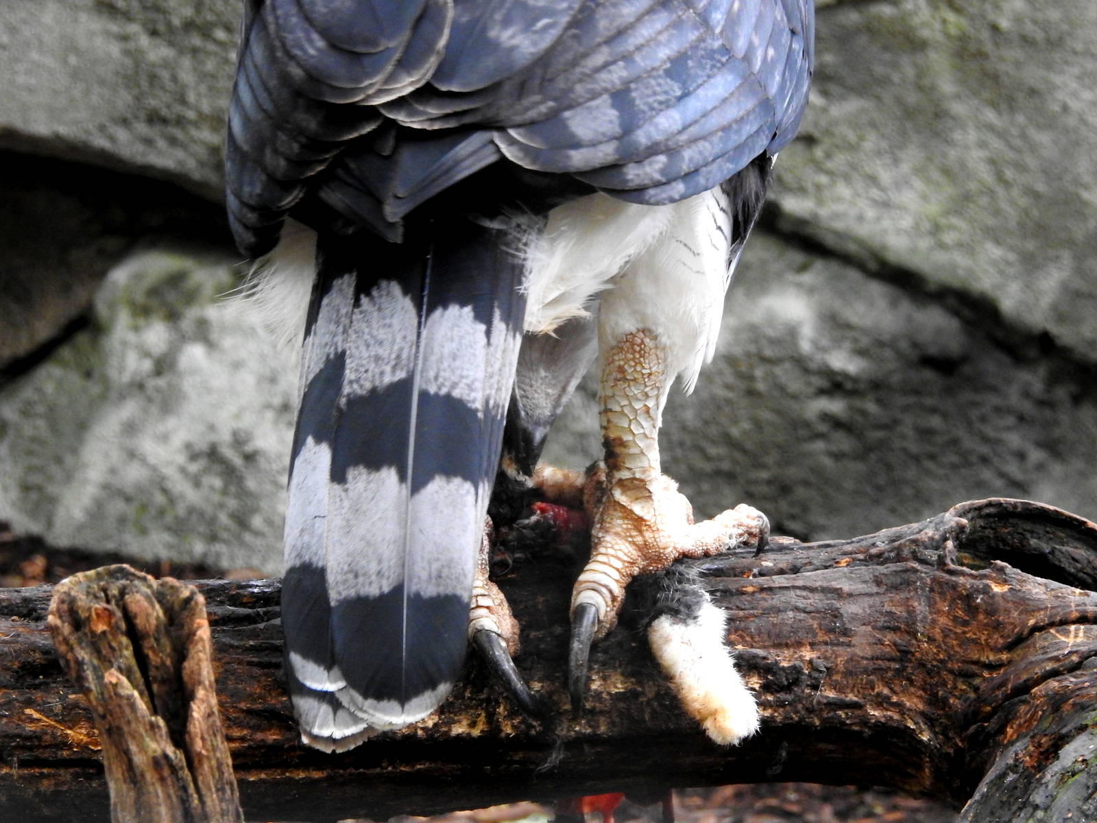 Harpy Eagle