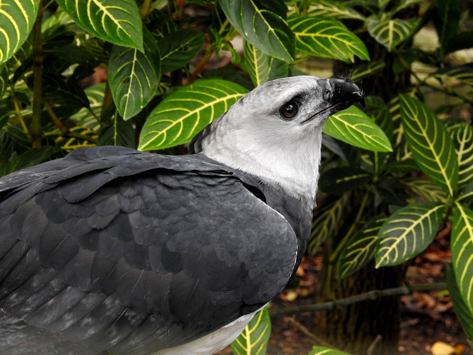 Harpy Eagle