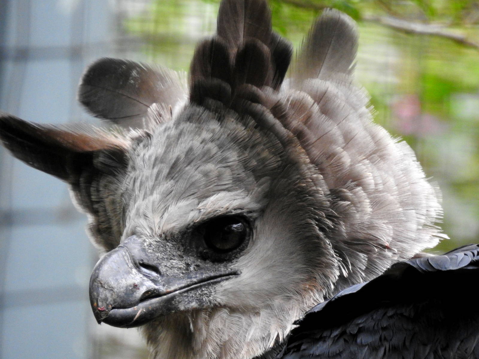 Harpy Eagle