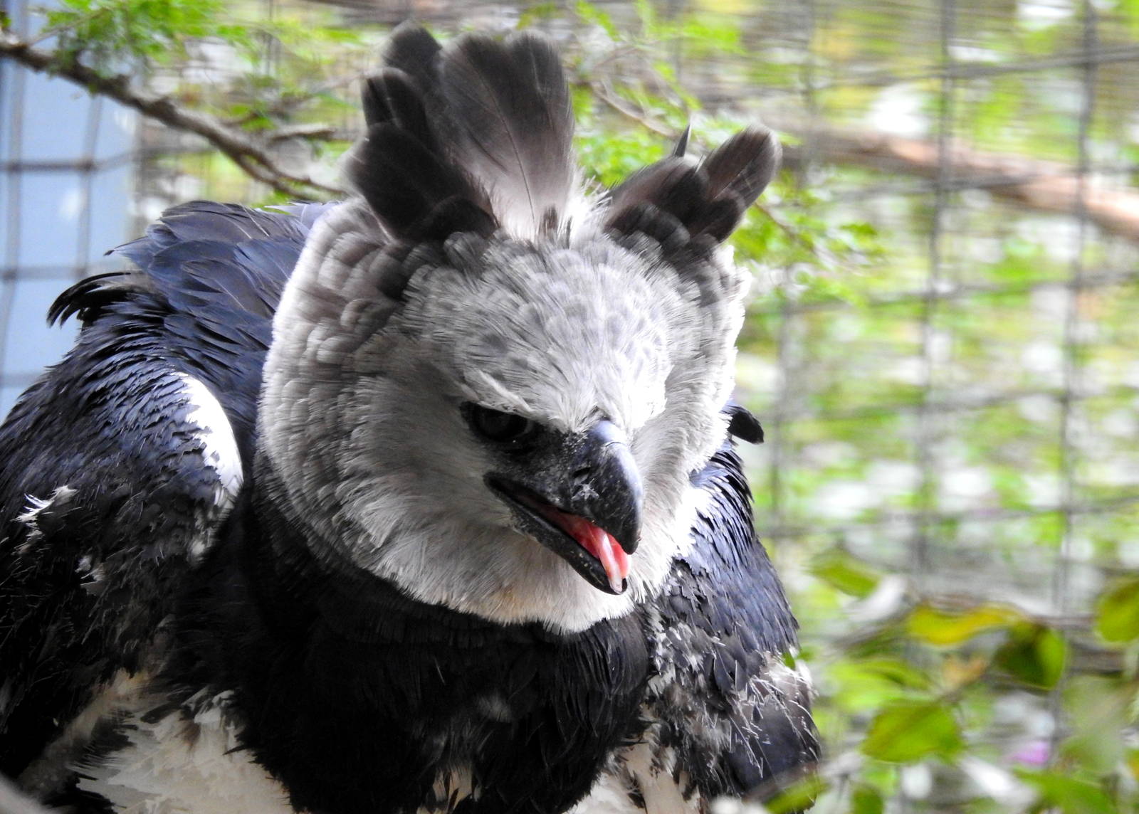 Harpy Eagle