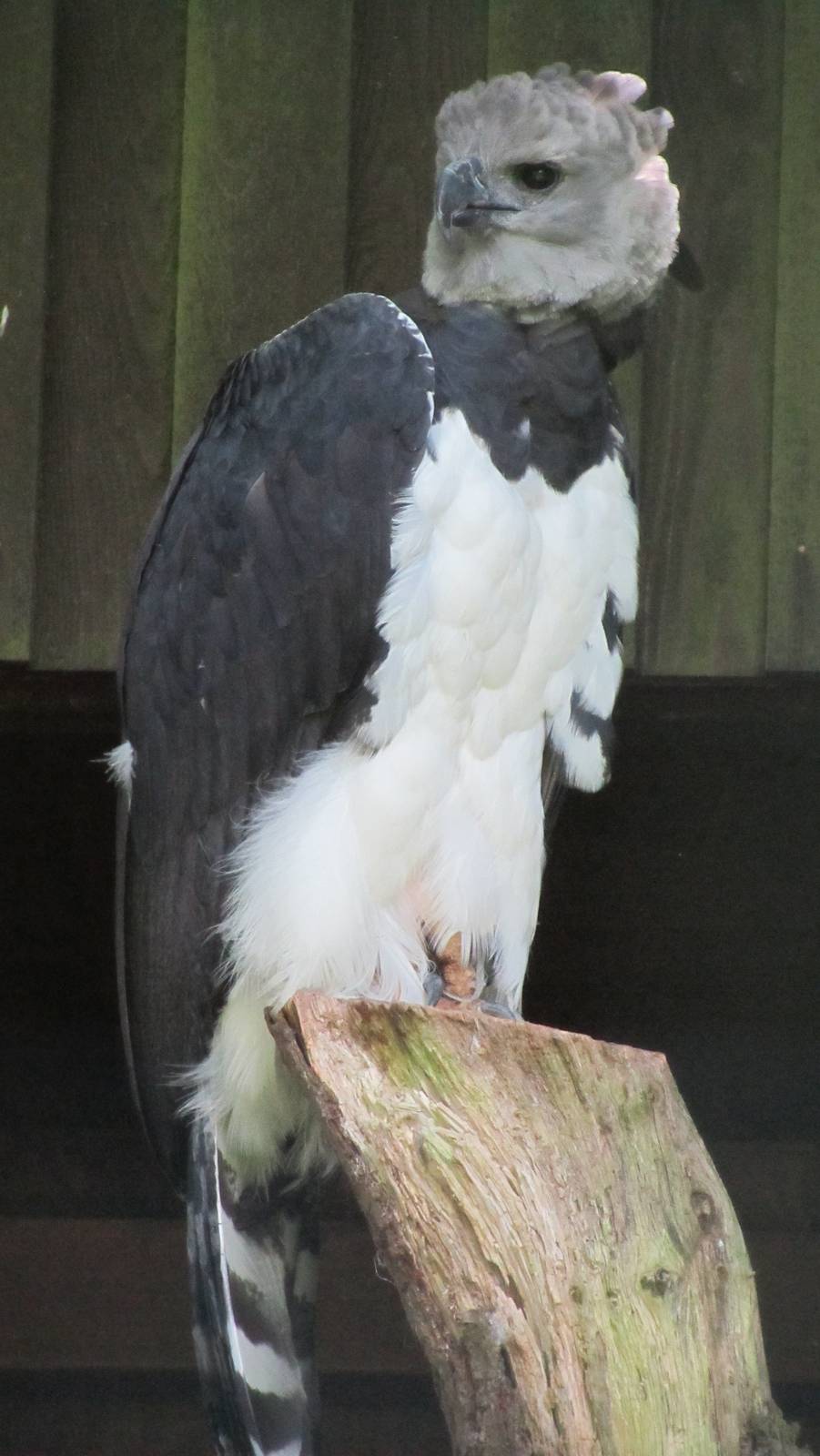 Harpy Eagle
