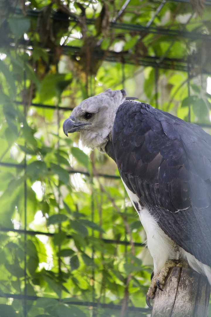 Harpy eagle