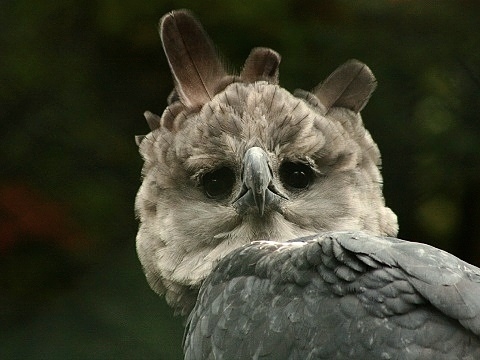 Harpy Eagle