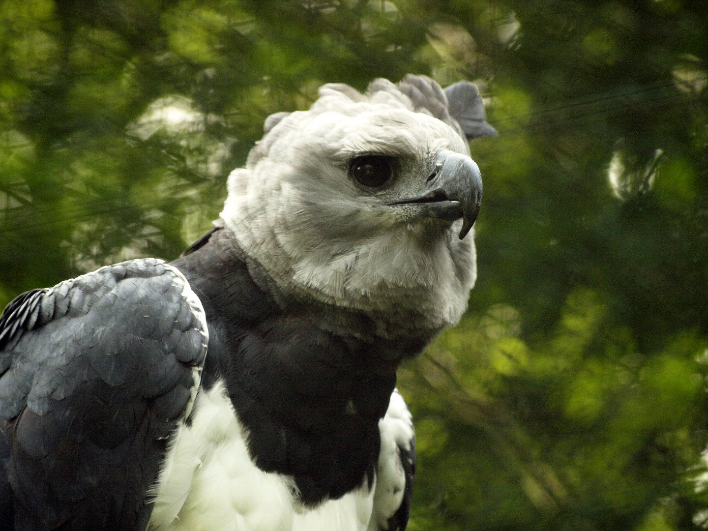 Harpy eagle