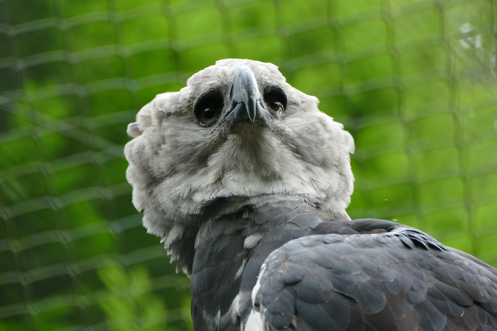 Harpy Eagle