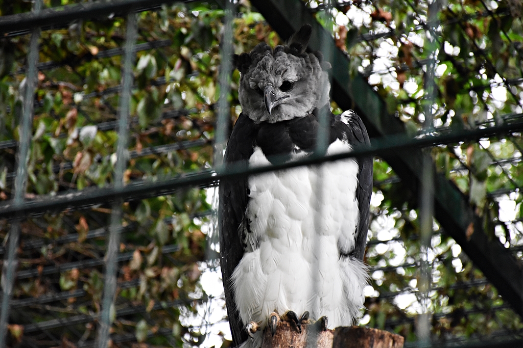 Harpy eagle
