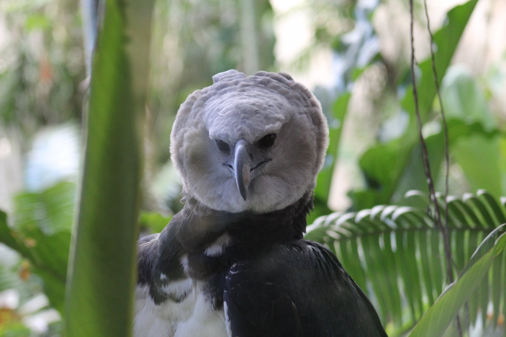 Harpy Eagle