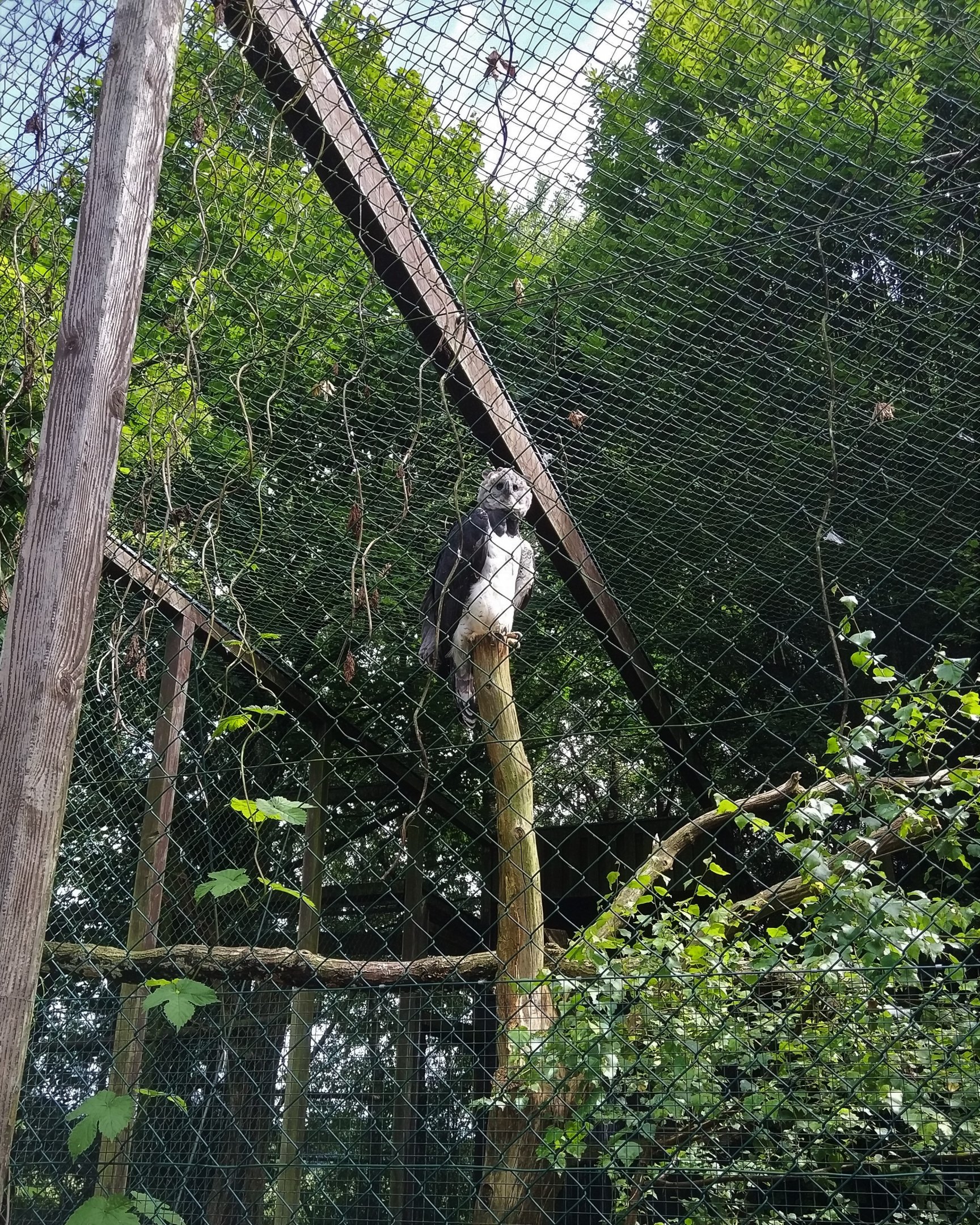 Harpy Eagle
