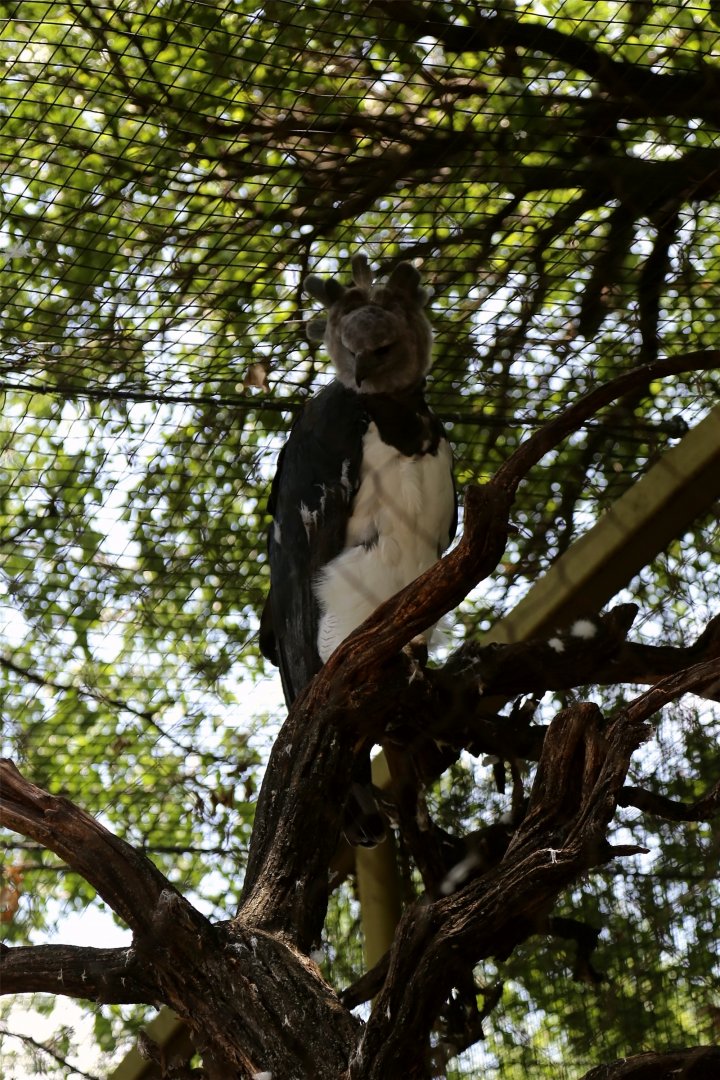 Harpy eagle
