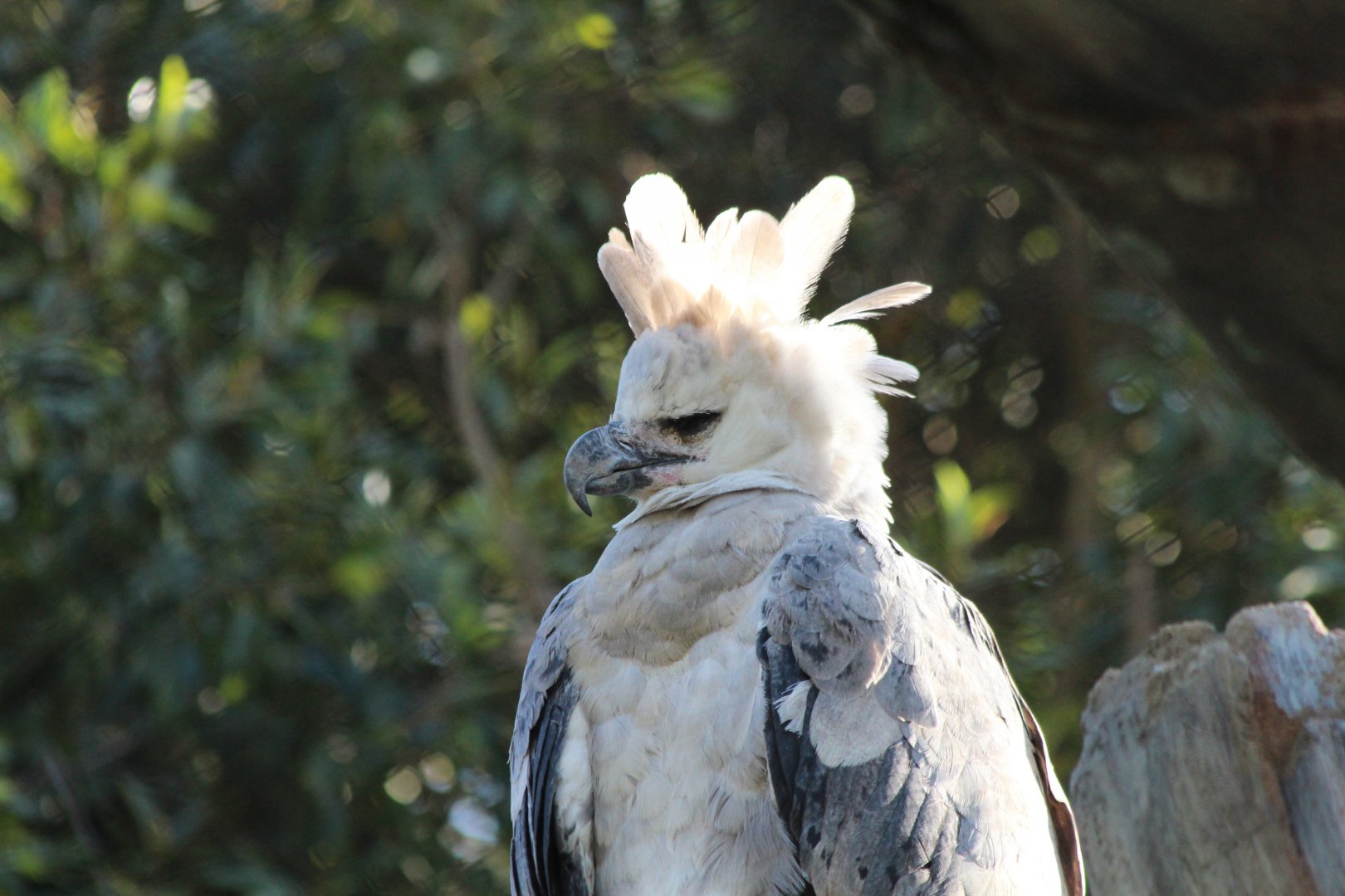 Harpy Eagle