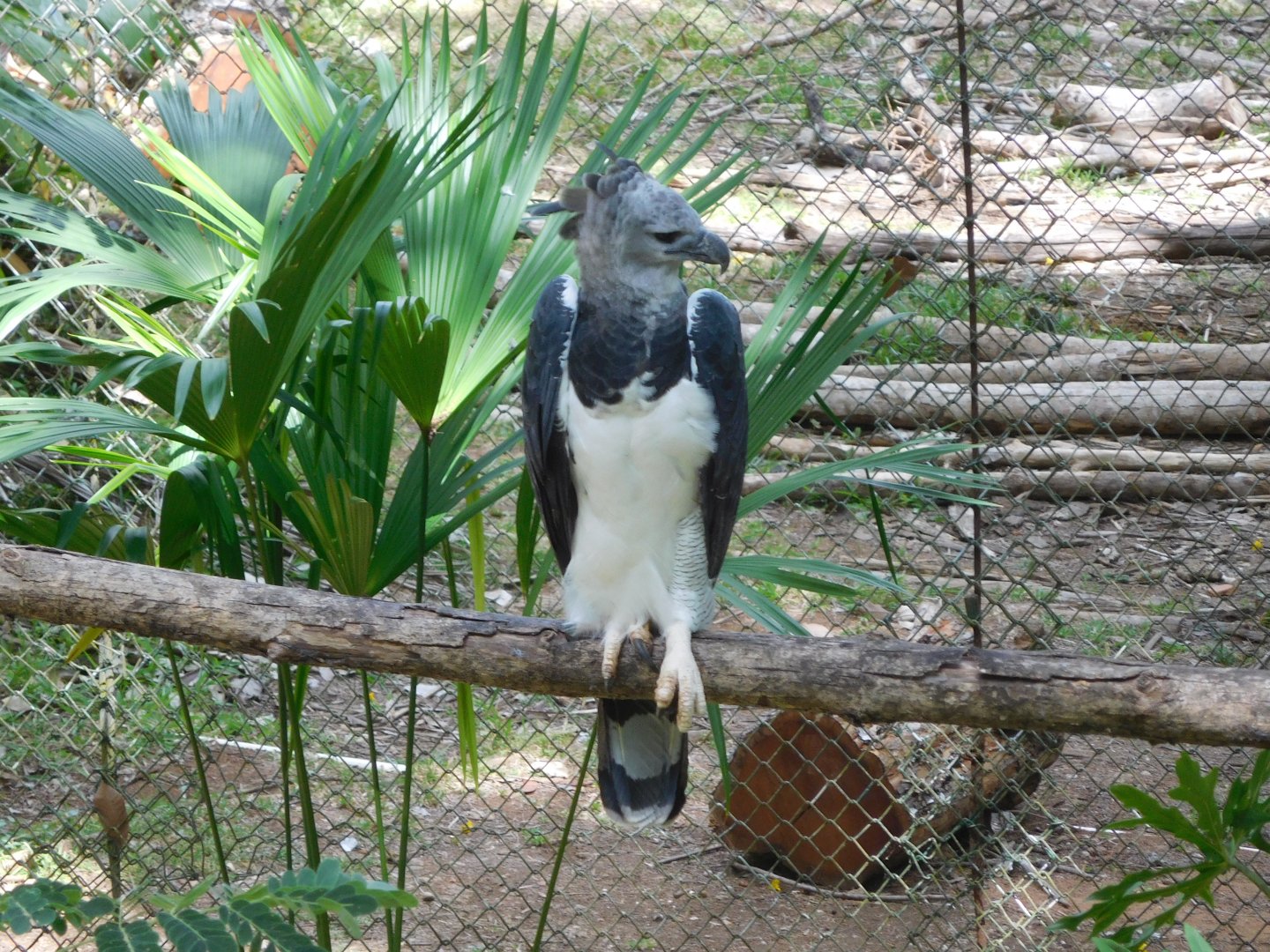 Harpy eagle
