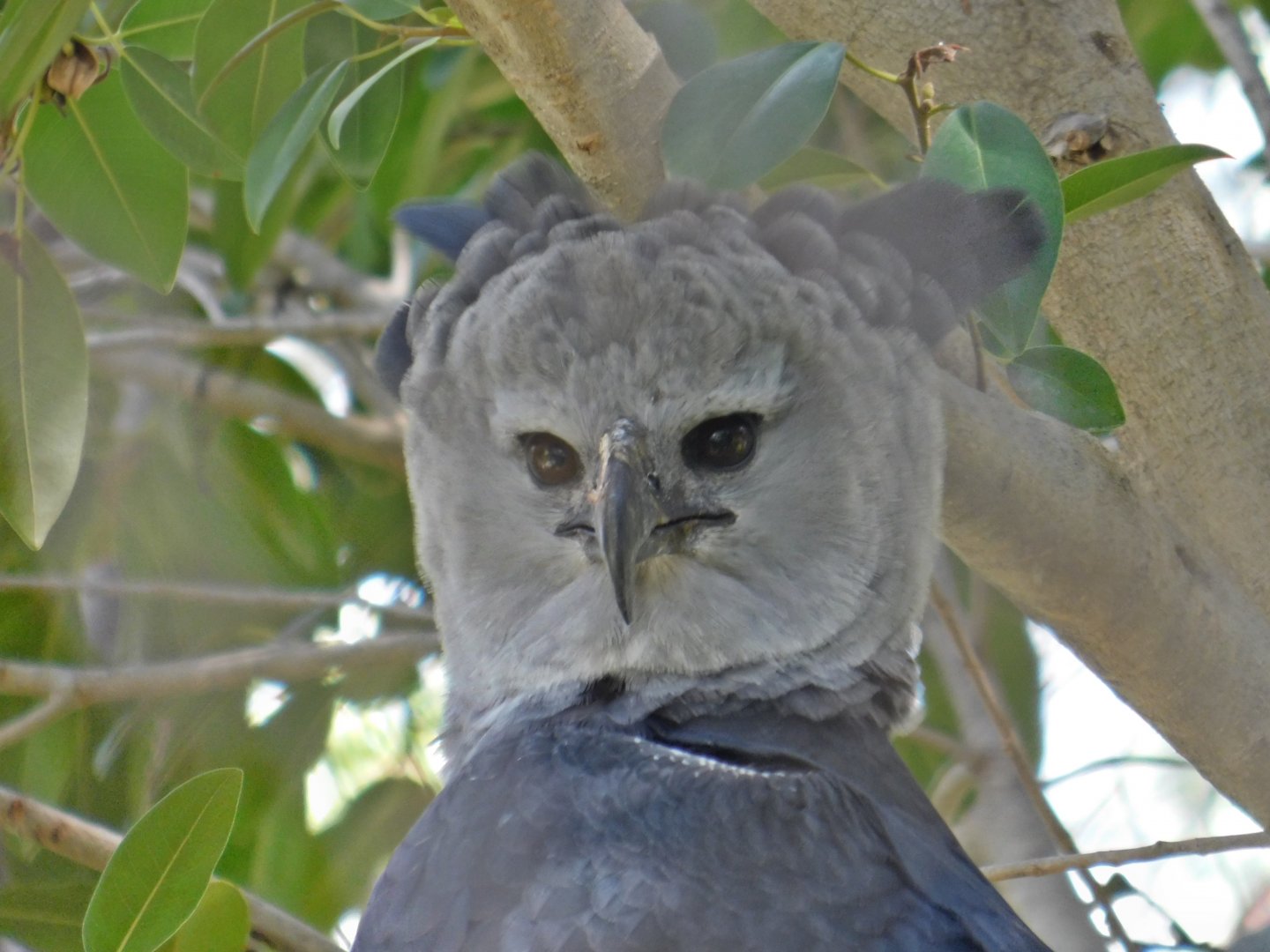 Harpy Eagle
