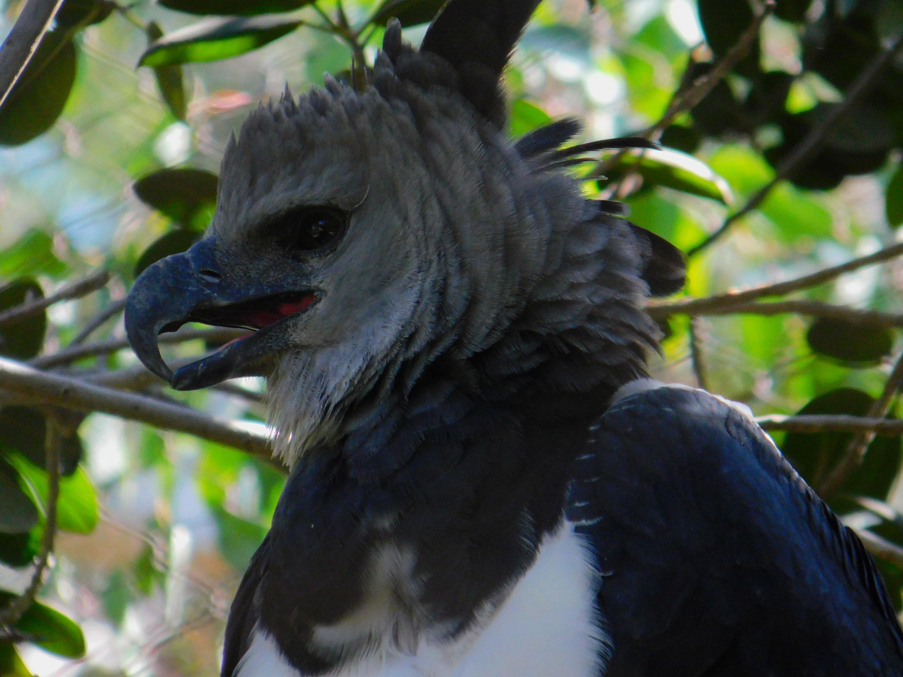 Harpy Eagle
