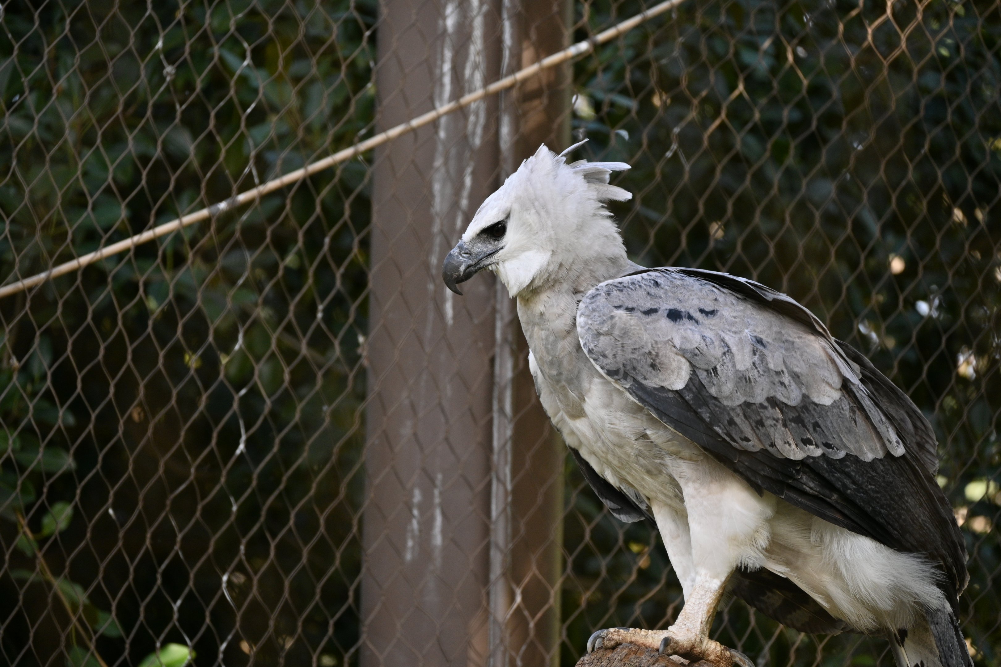 Harpy Eagle