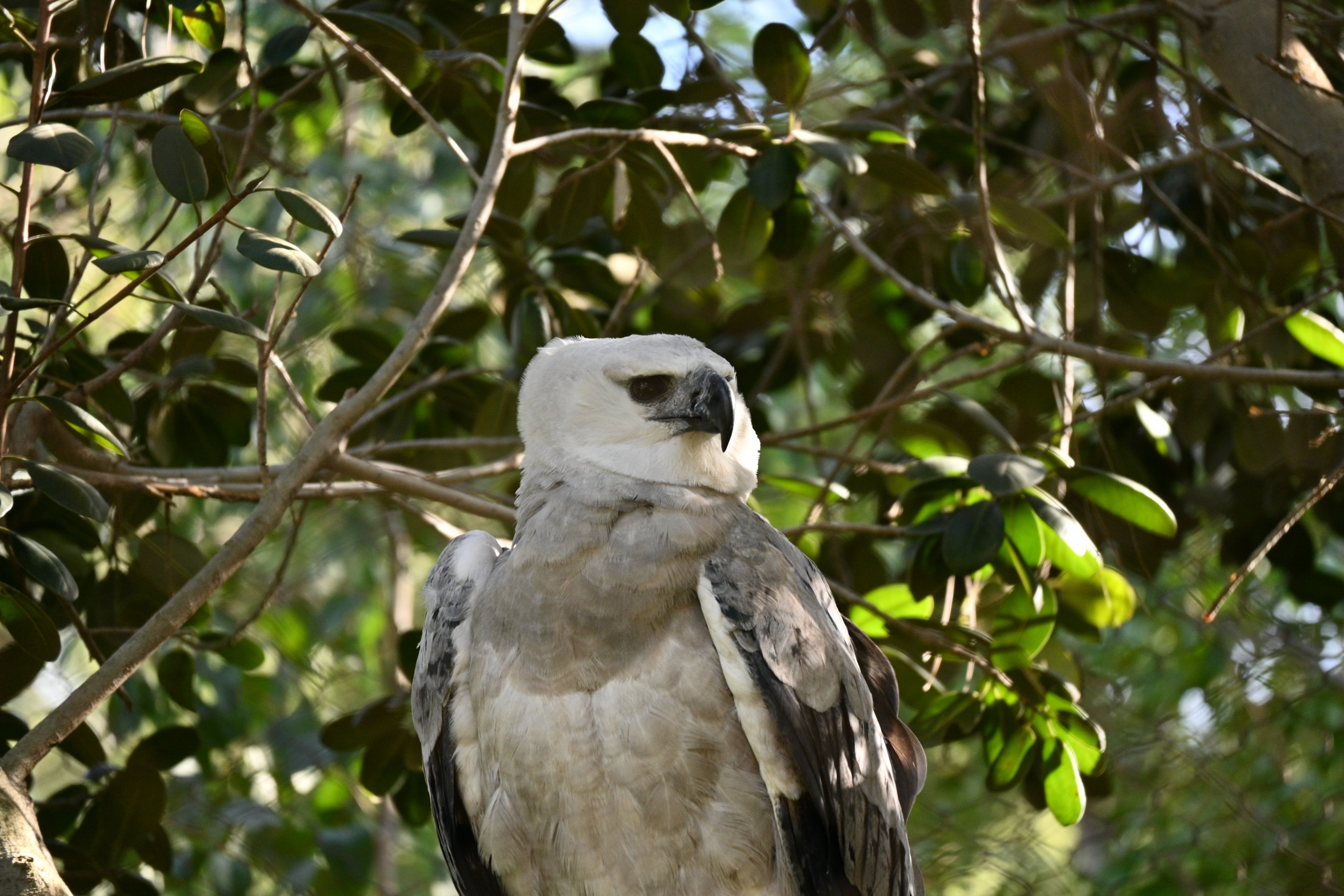 Harpy Eagle