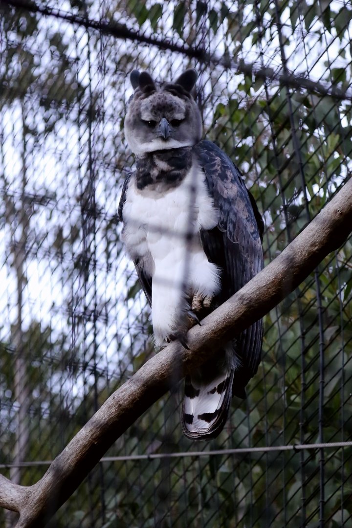 Harpy eagle