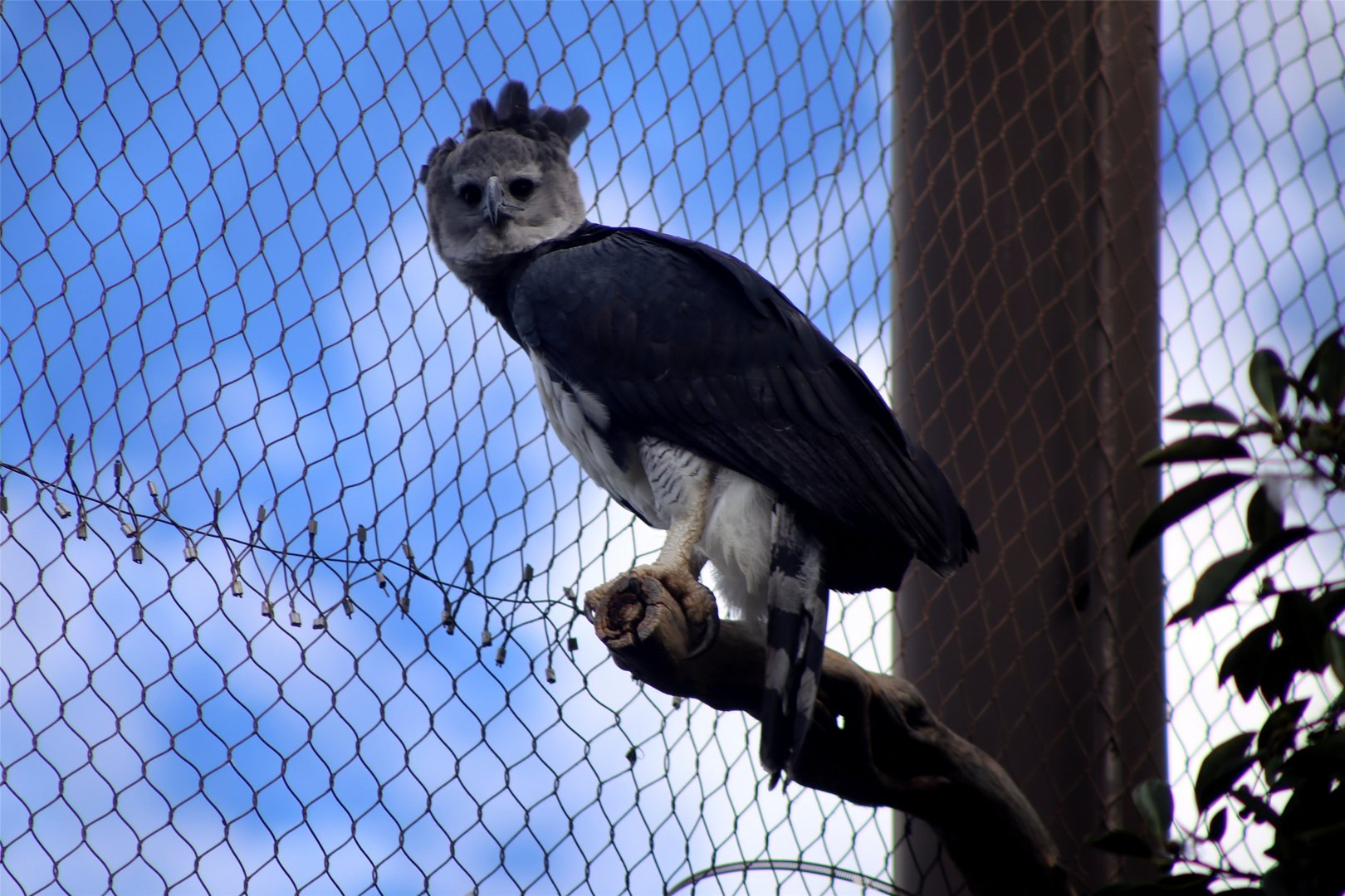 Harpy eagle
