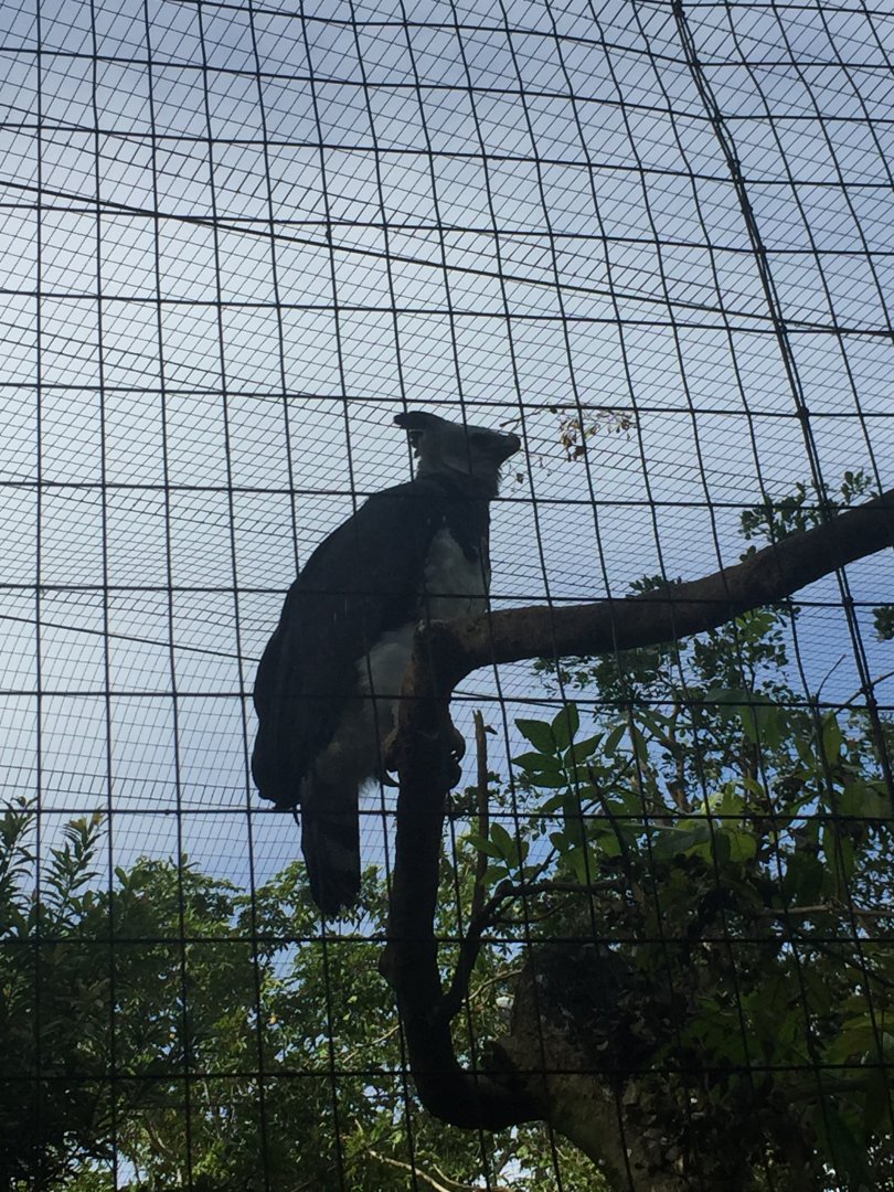 Harpy Eagle