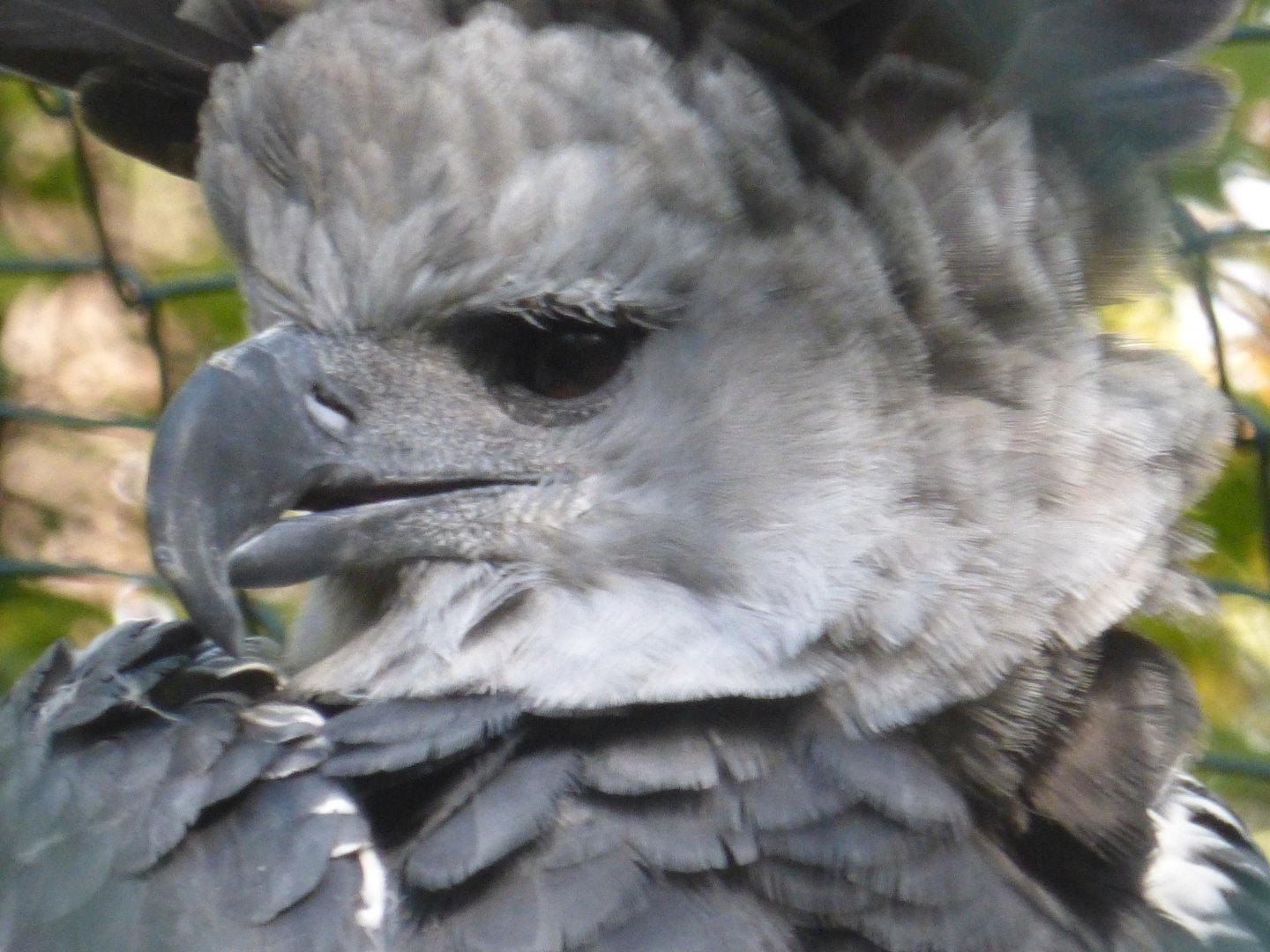 Harpy eagle