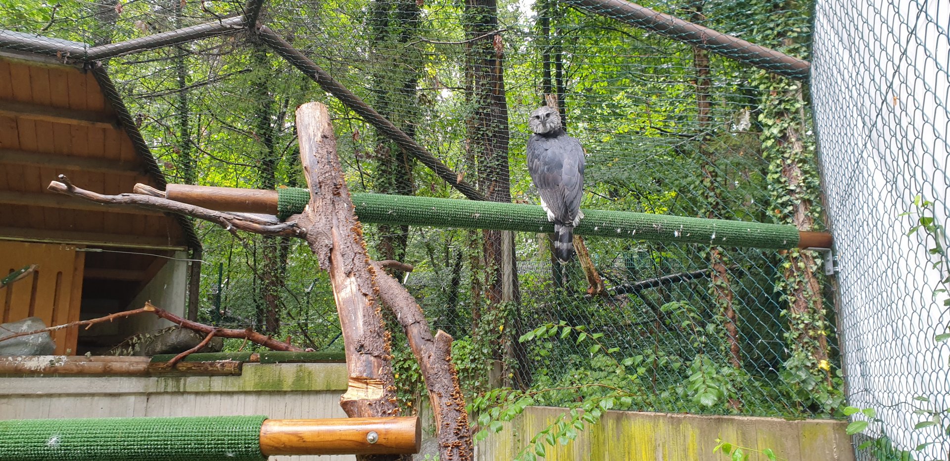 Harpy Eagle