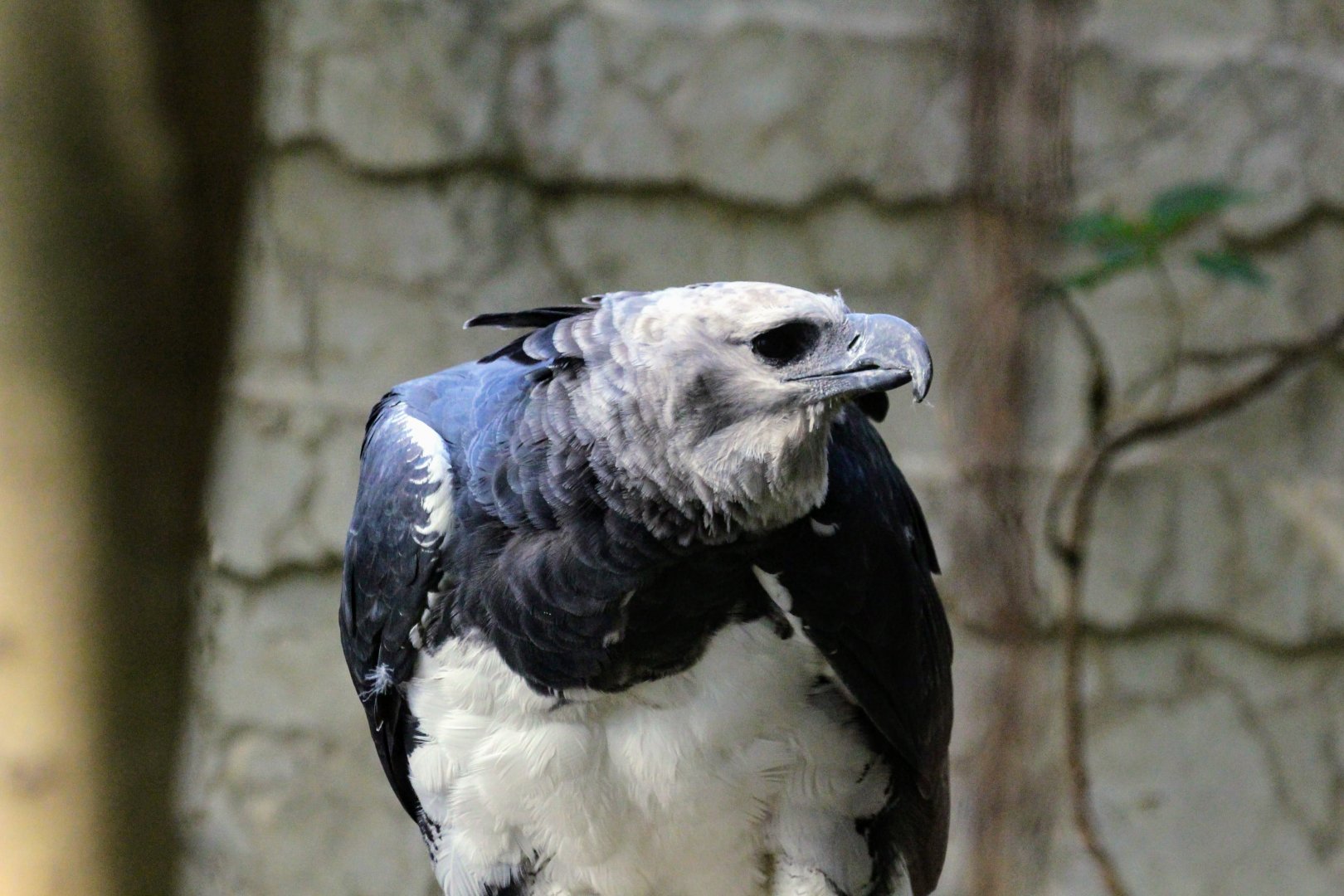 Harpy Eagle