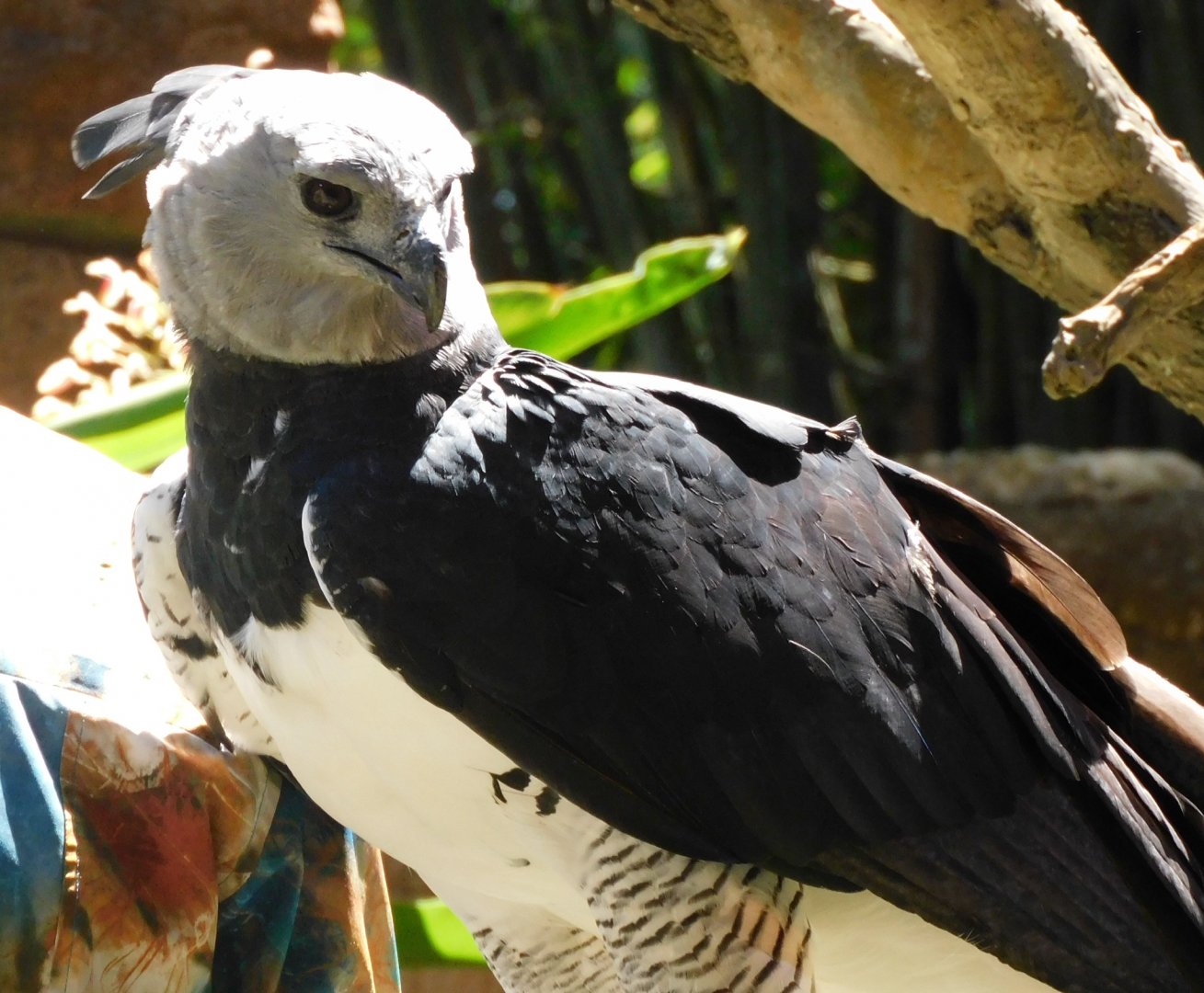 Harpy eagle