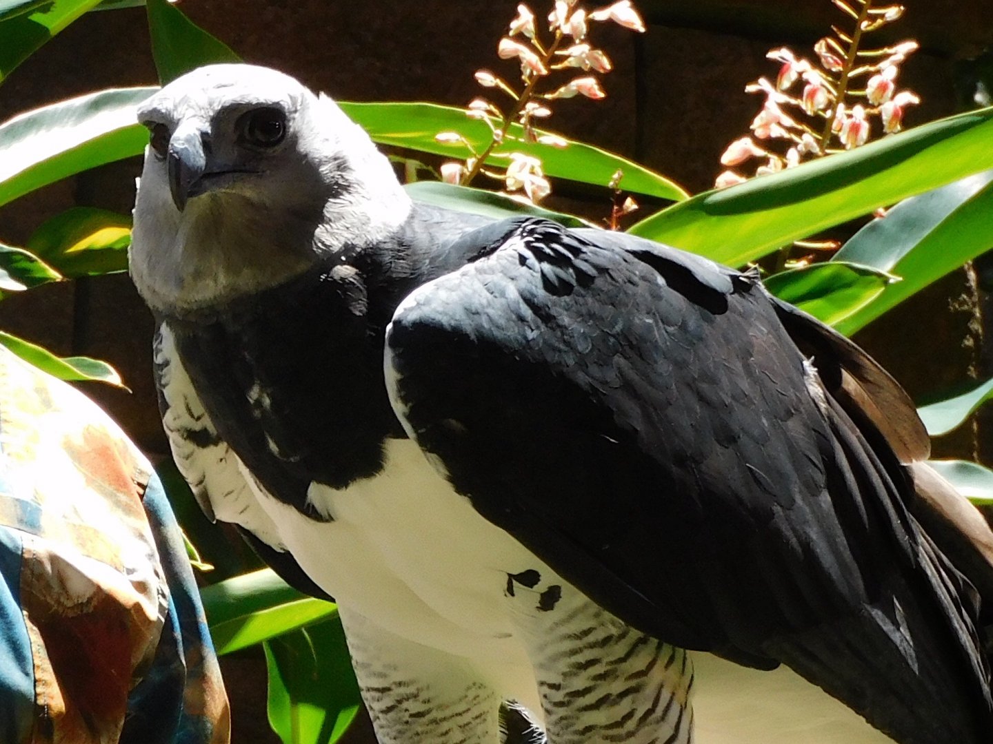 Harpy eagle