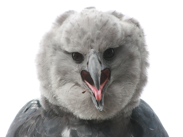 Harpy Eagle