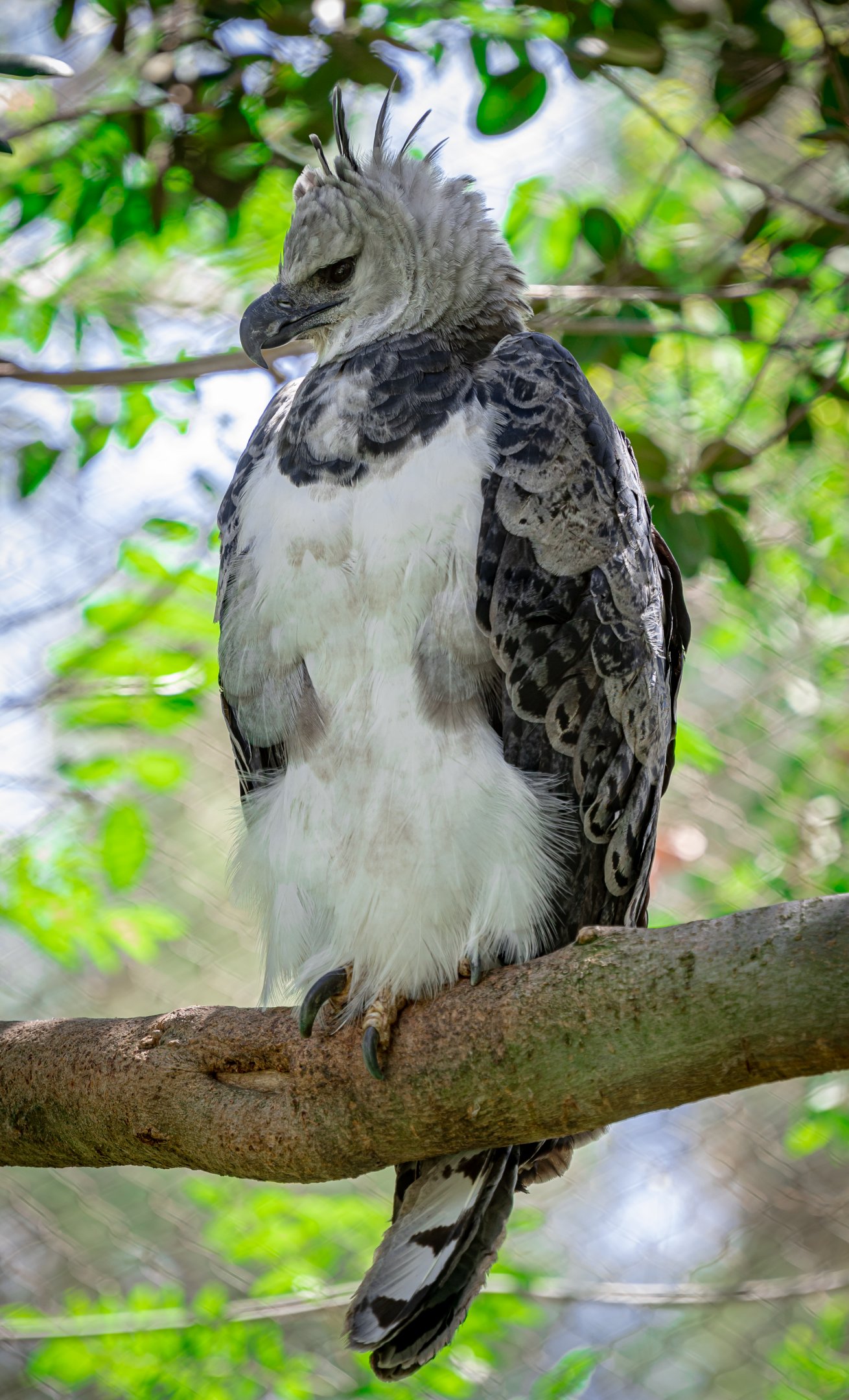 Harpy Eagle