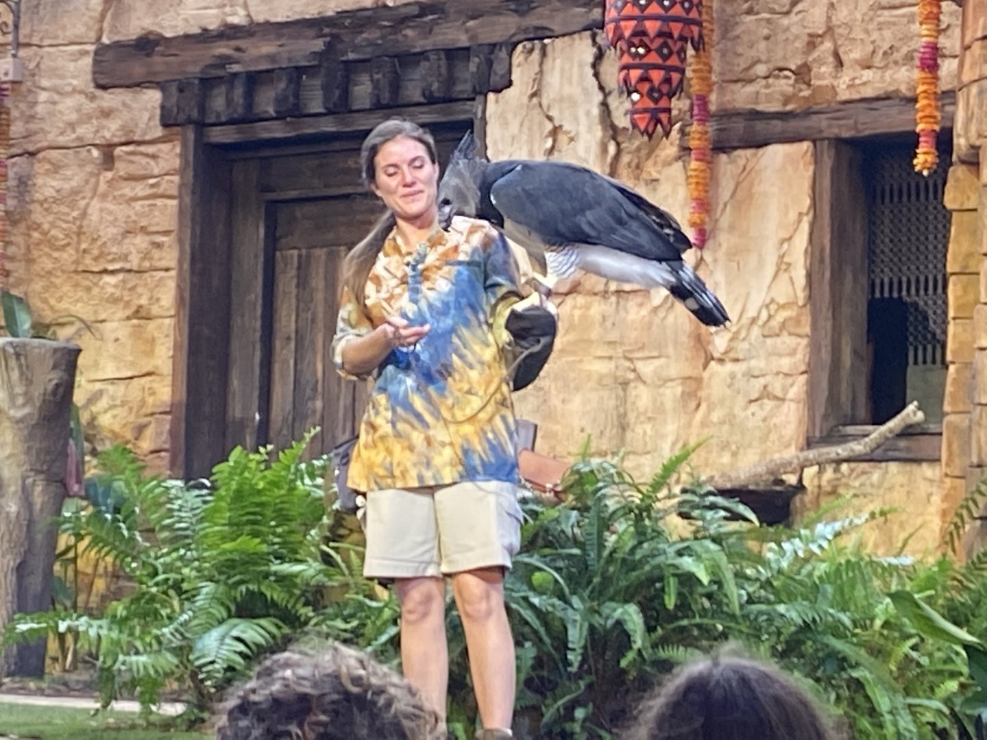 Harpy Eagle