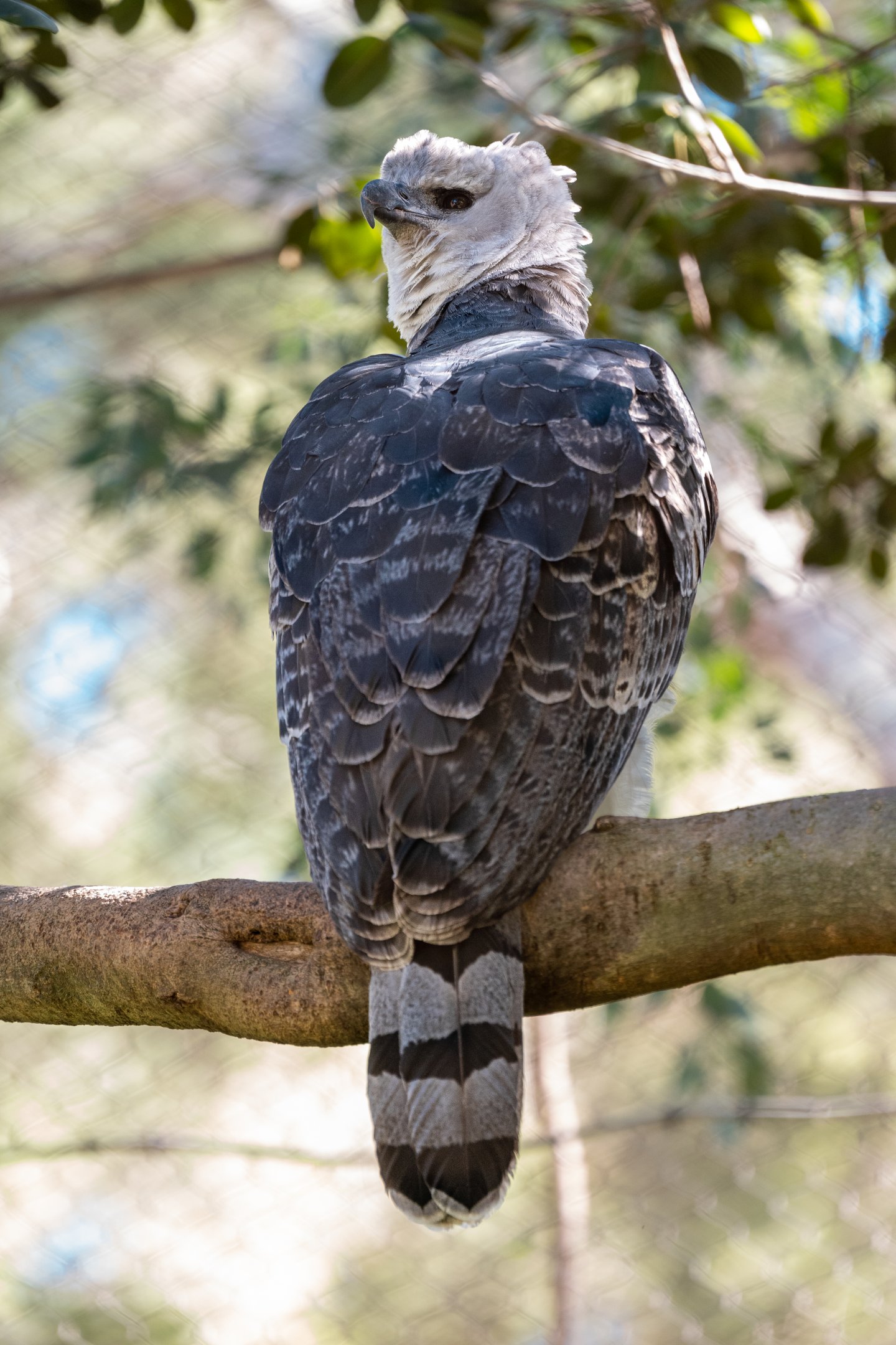 Harpy Eagle