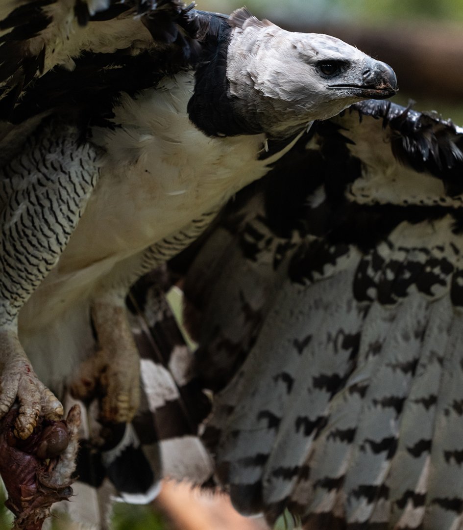 Harpy eagle