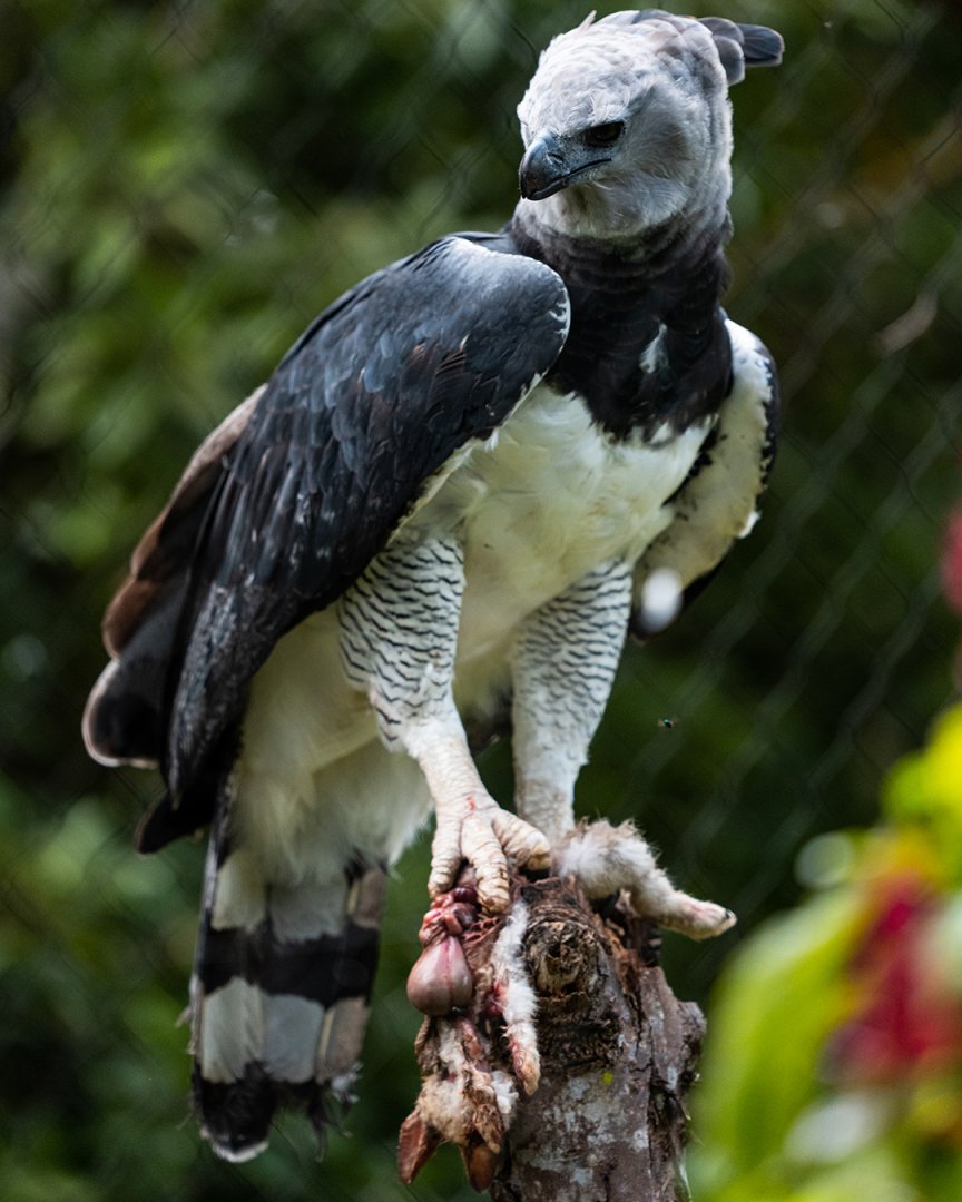 Harpy eagle