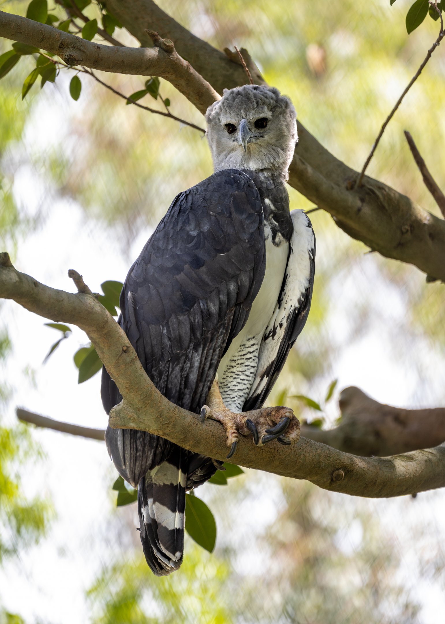 Harpy Eagle