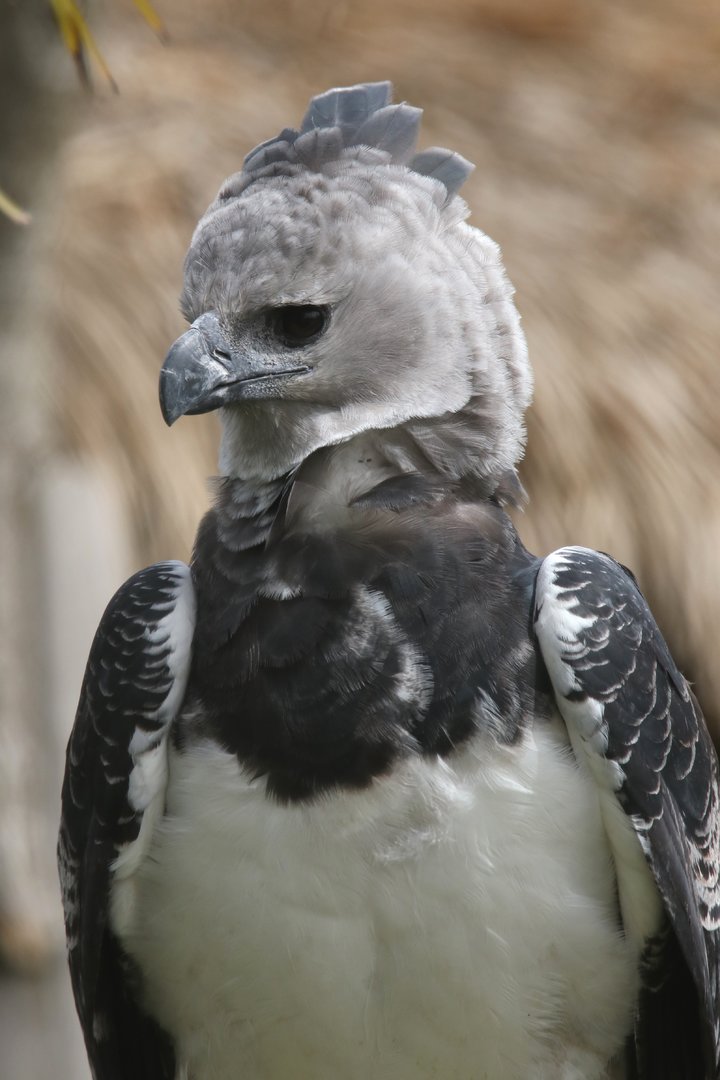 Harpy eagle