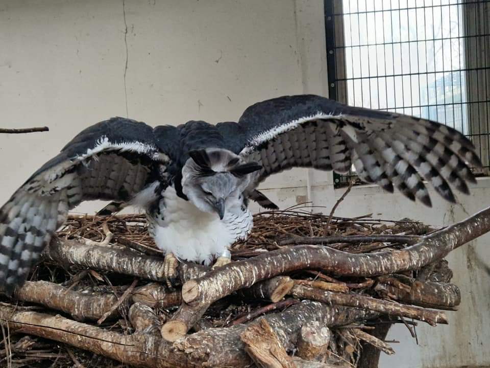 Harpy Eagle