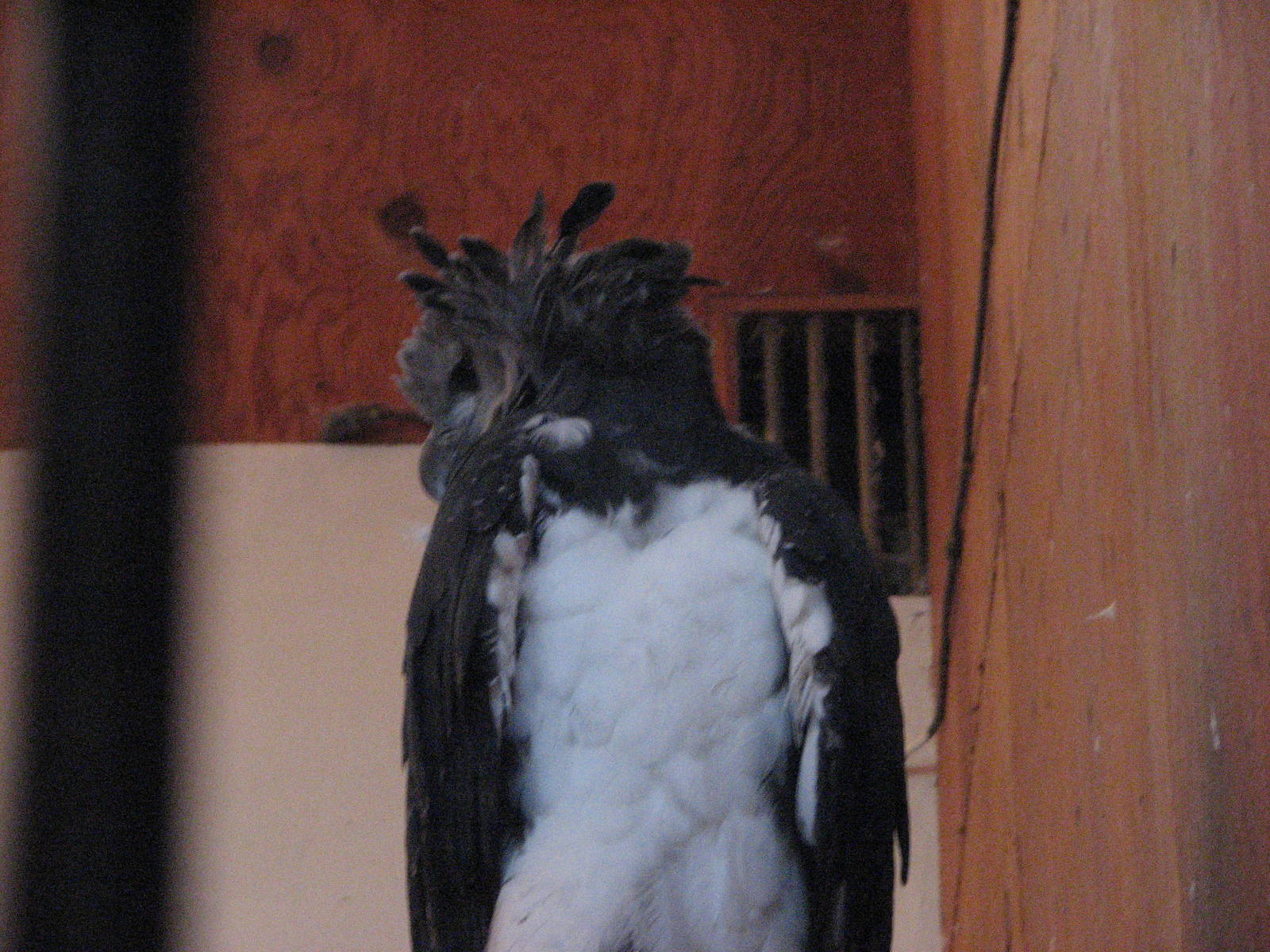 Harpy Eagle