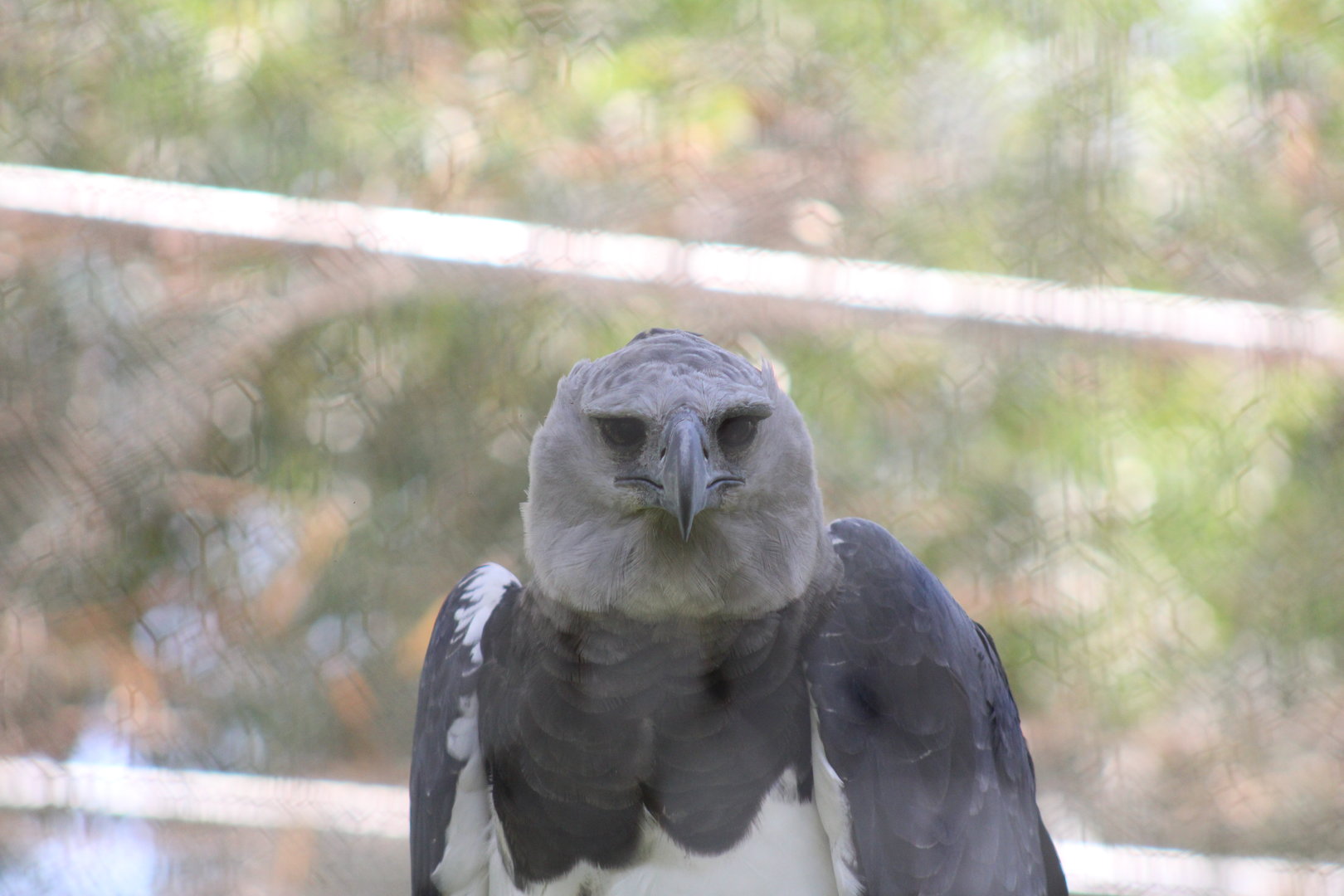 Harpy Eagle