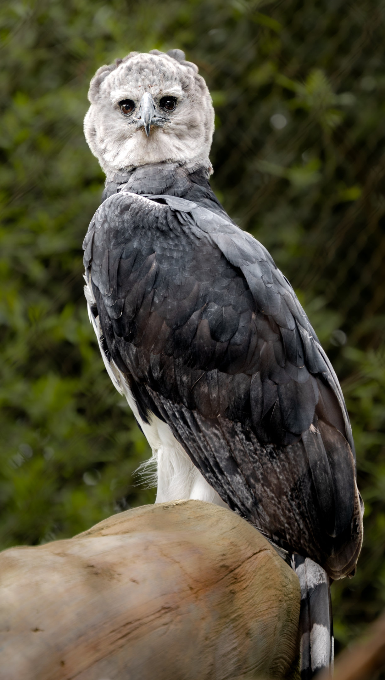 Harpy Eagle
