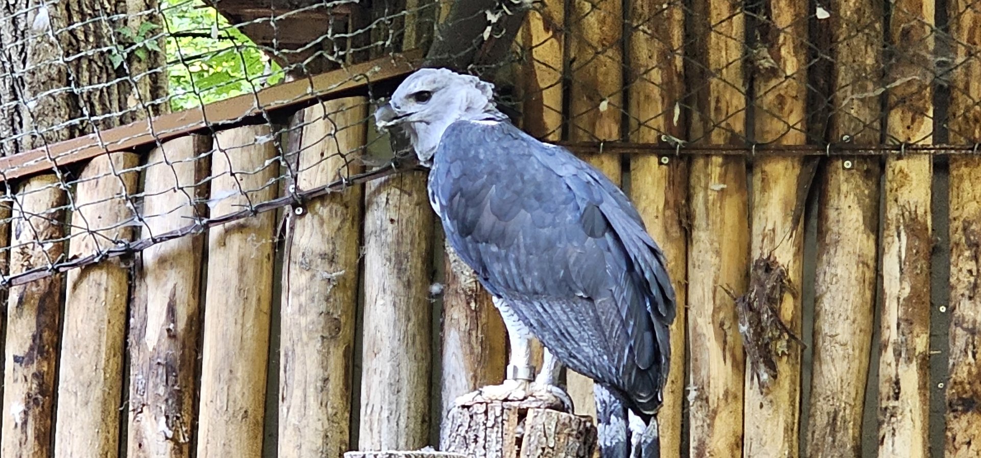 Harpy eagle
