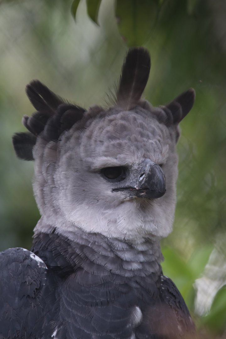 Harpy eagle