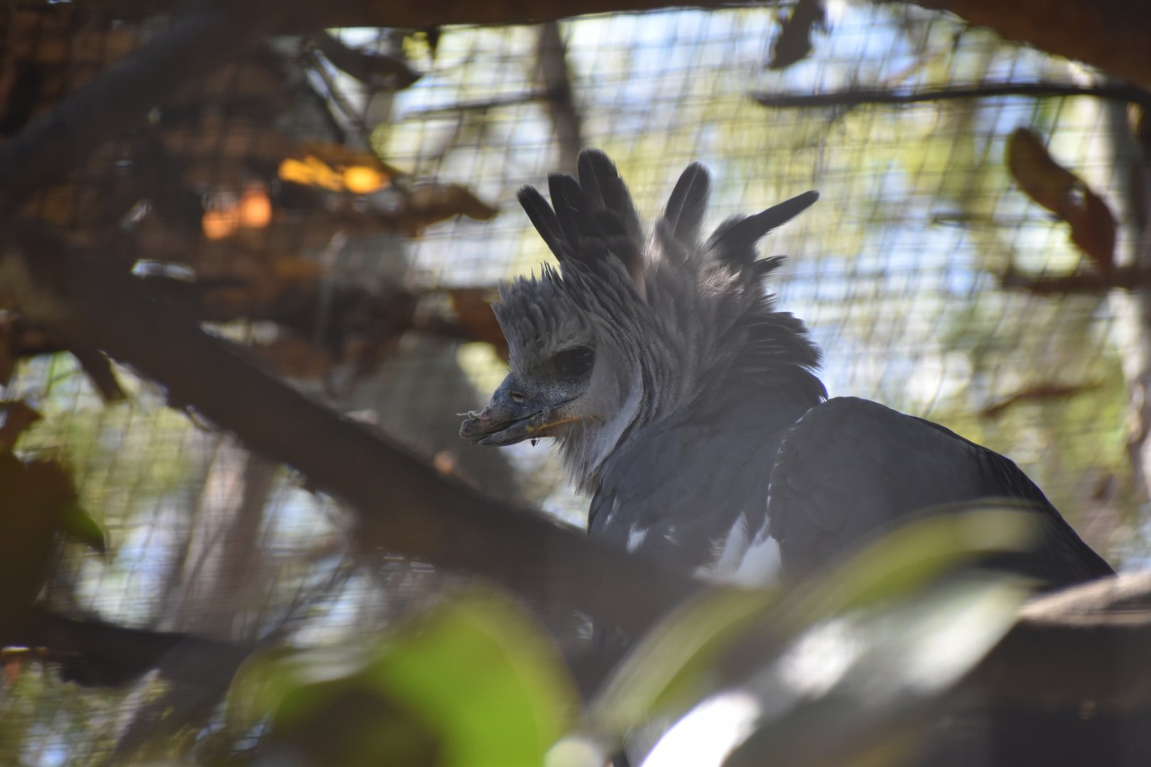 Harpy Eagle